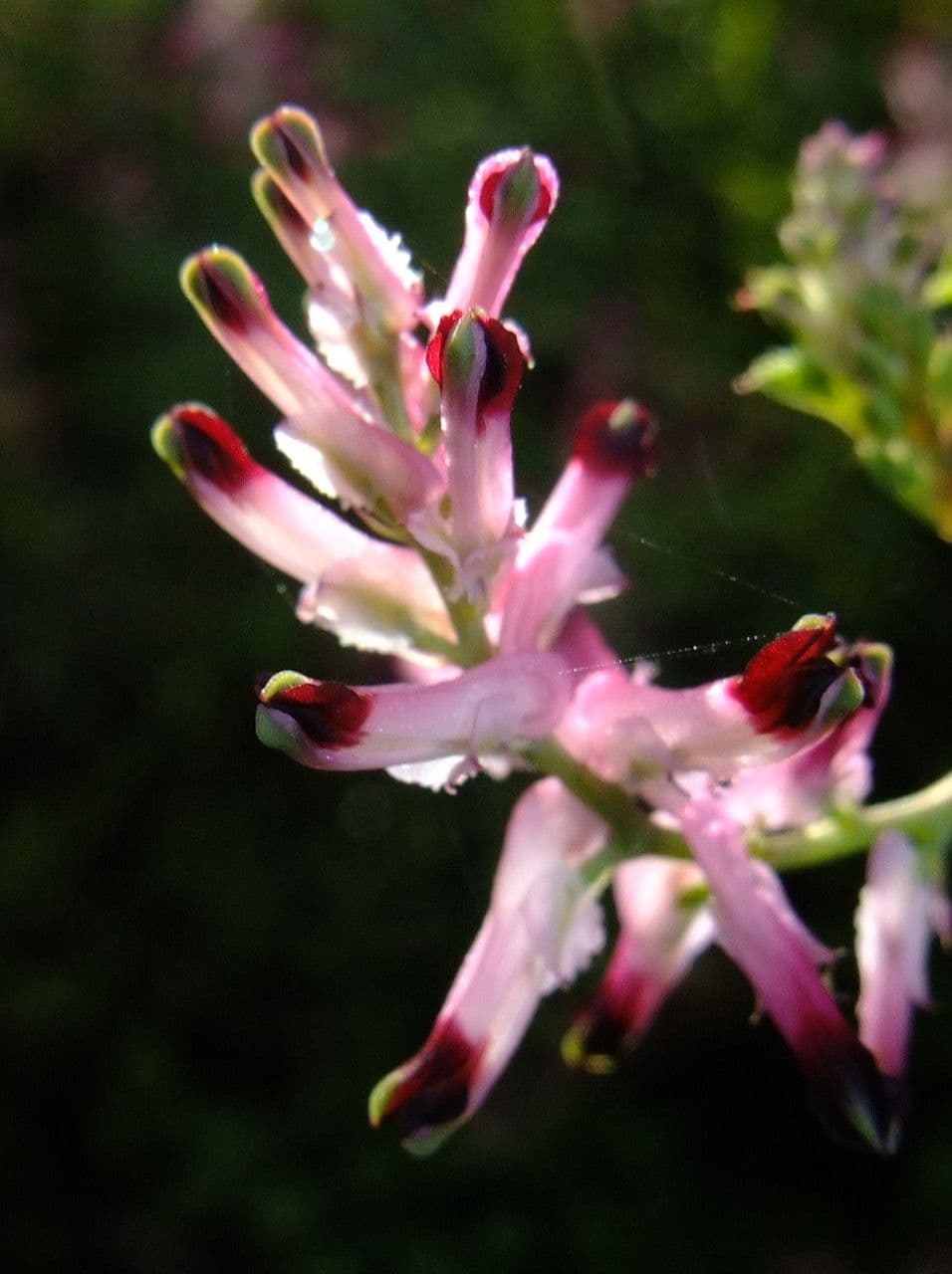 Fumaria macrosepala 7