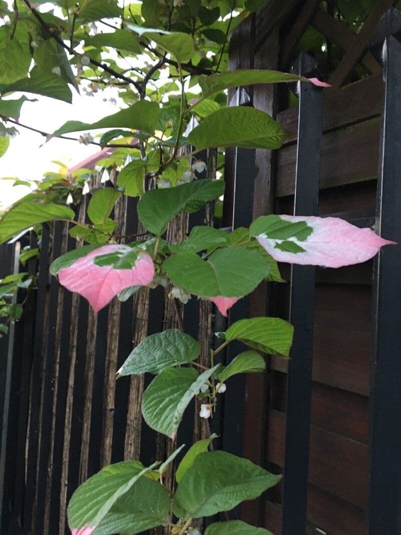 Actinidia kolomikta 16