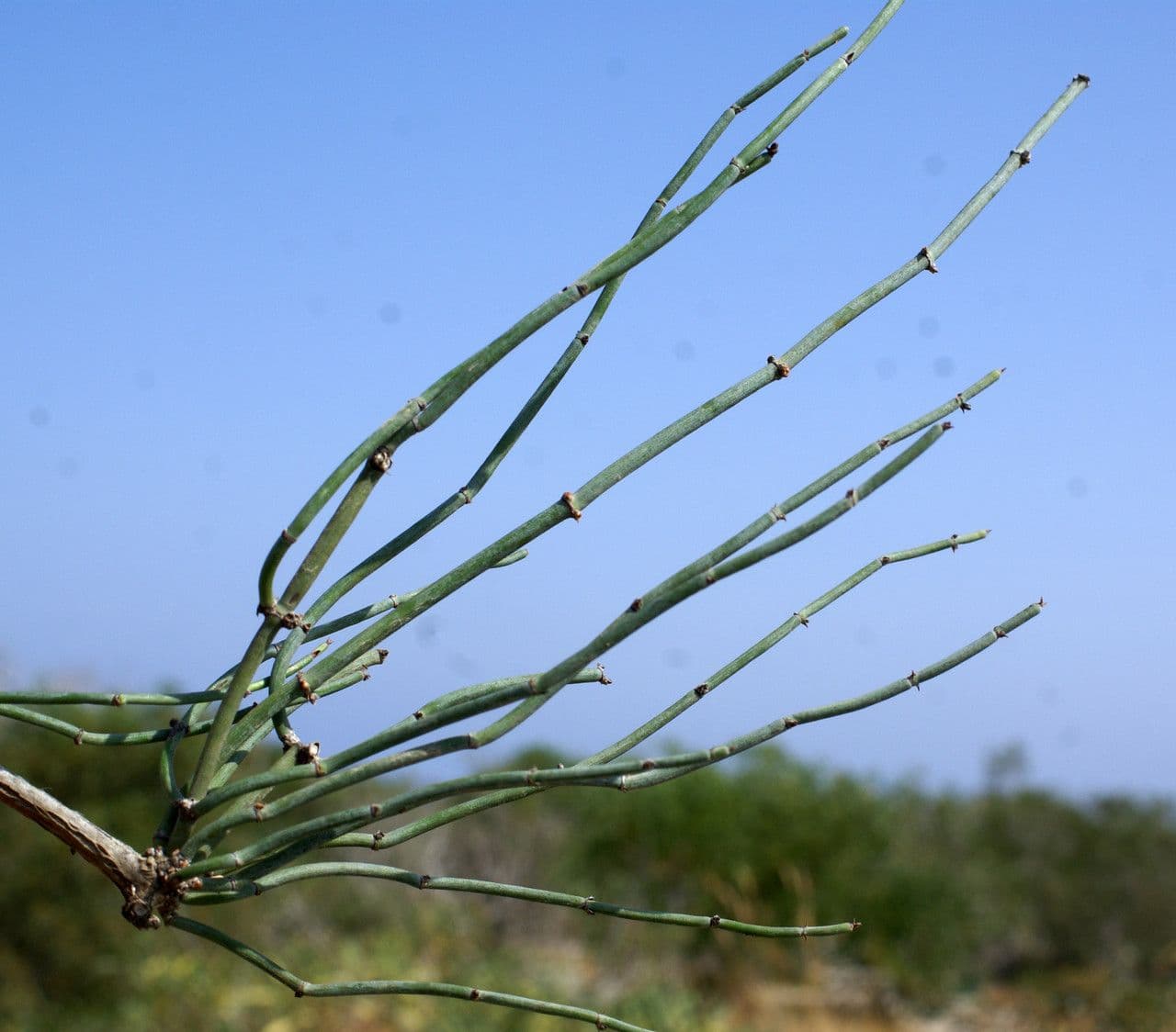 Efedra 10