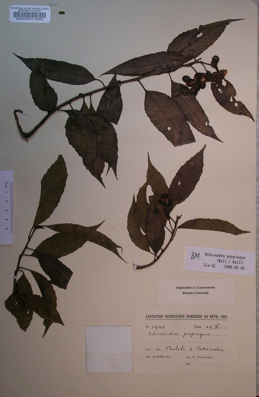 Fünf-Aroma-Frucht 3