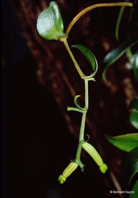 Clematepistephium 7