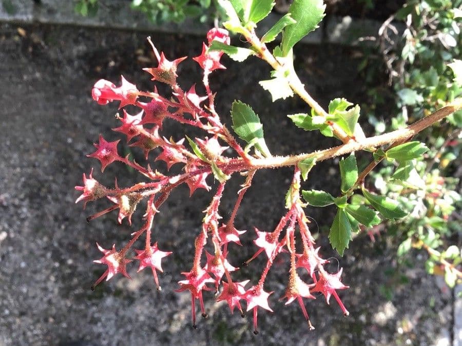 Escallonia