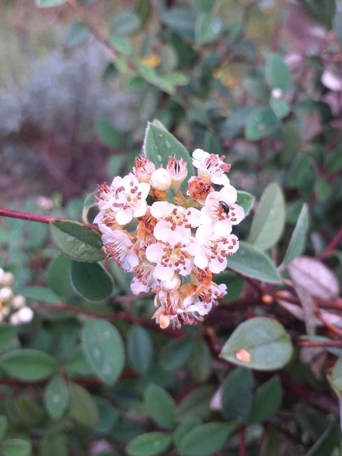 Cotonéaster commun 9