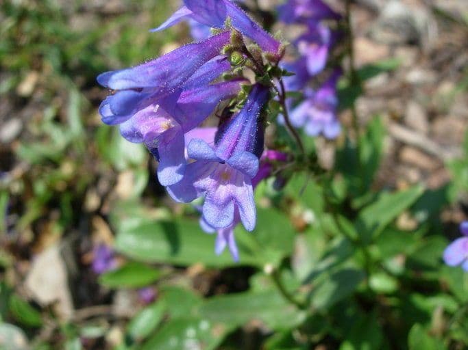 Penstemon albertowski 3