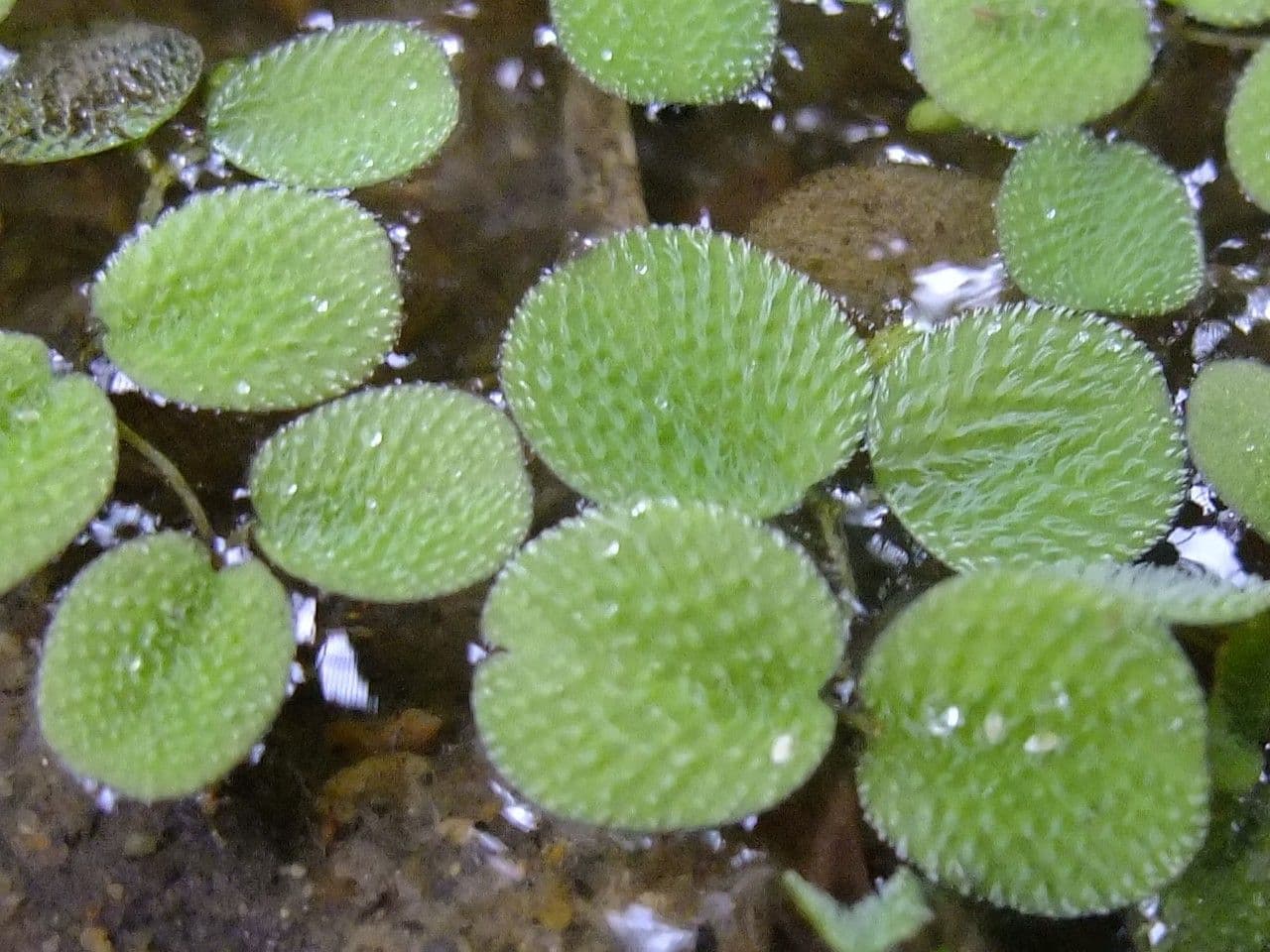 Salvinia ucholistá 8