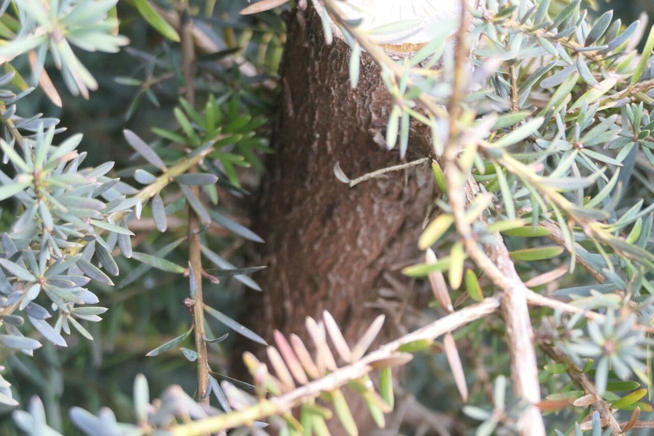 Podocarpus lawrenceův 7