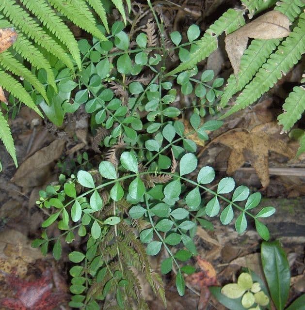 Zanthoxylum fagara 5