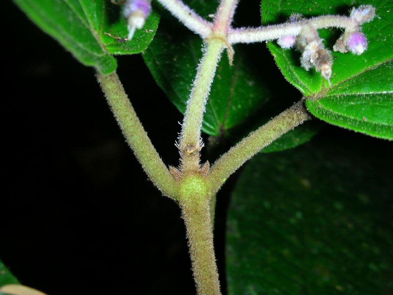 Miconia 11