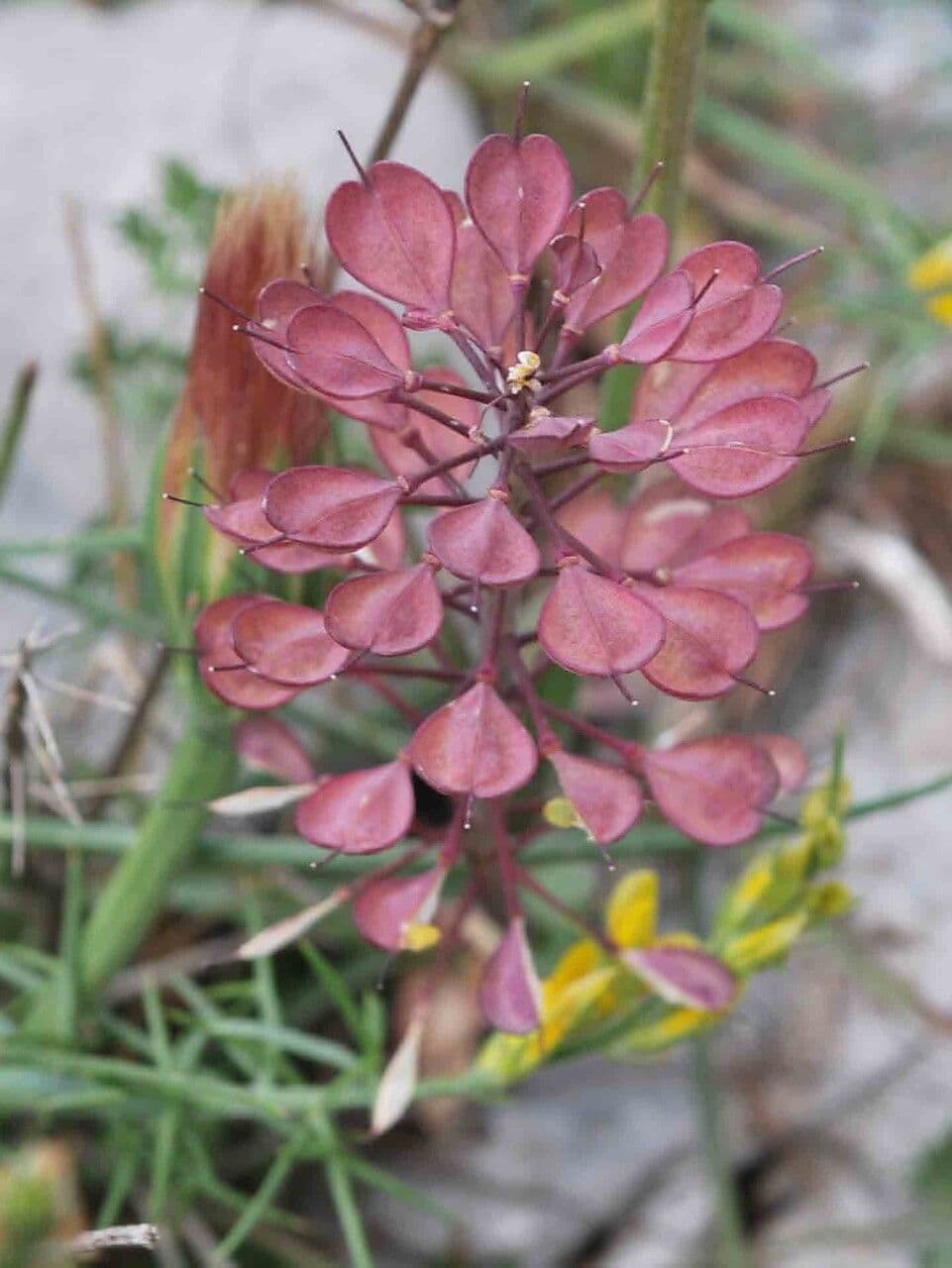 Iberis pinnata 5