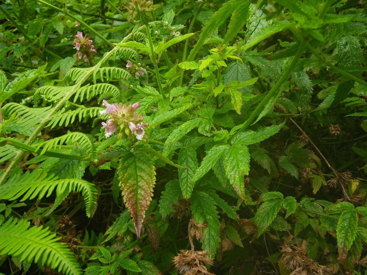 Cedronella canaria 9