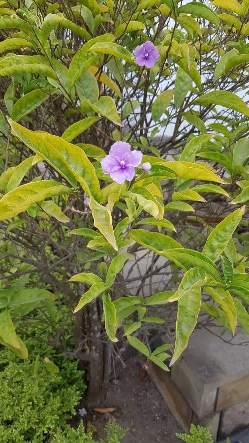 Duranta erecta 11