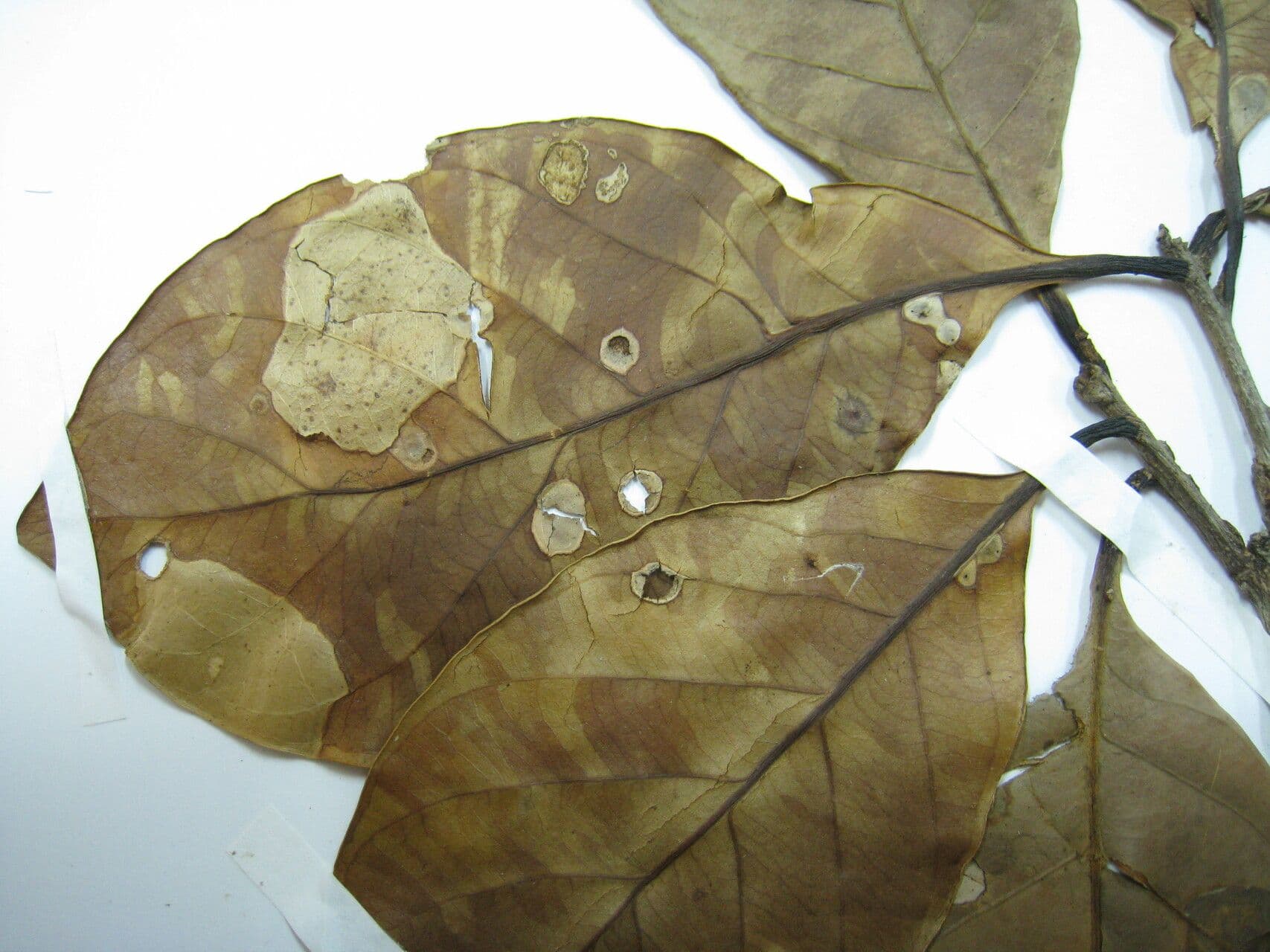 Elaeoluma 8