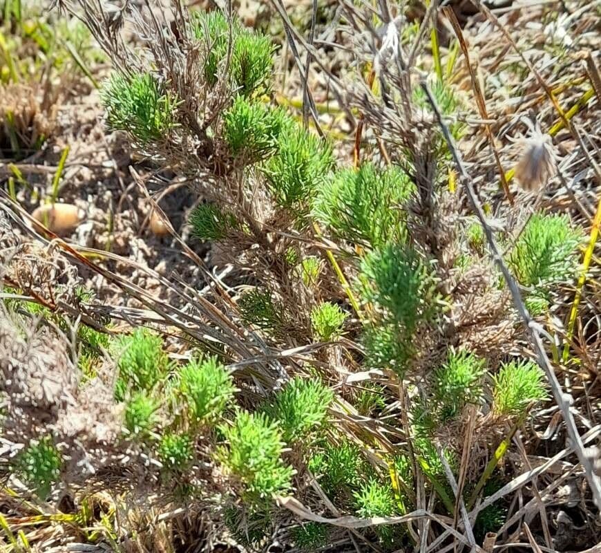 Sommerfeltia