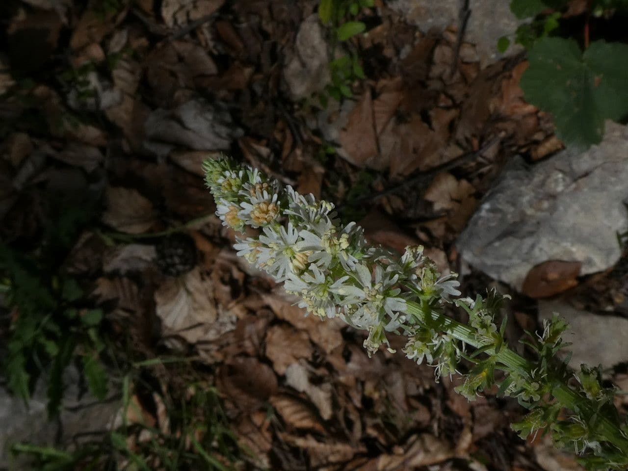 Reseda barrelieri 2