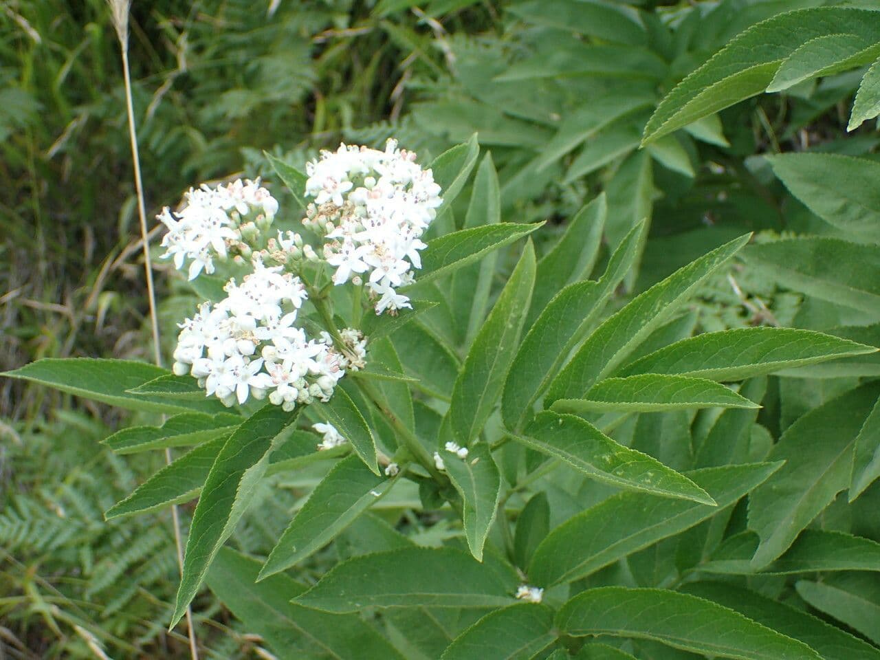 Lebbio 30