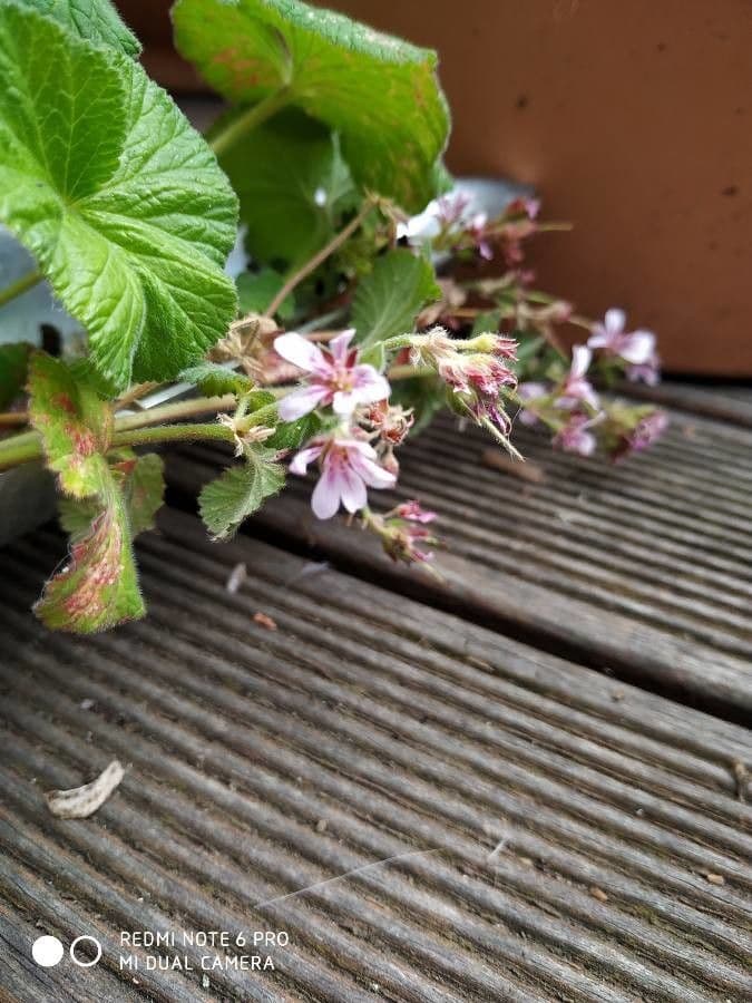 Pelargonium inodorum 2