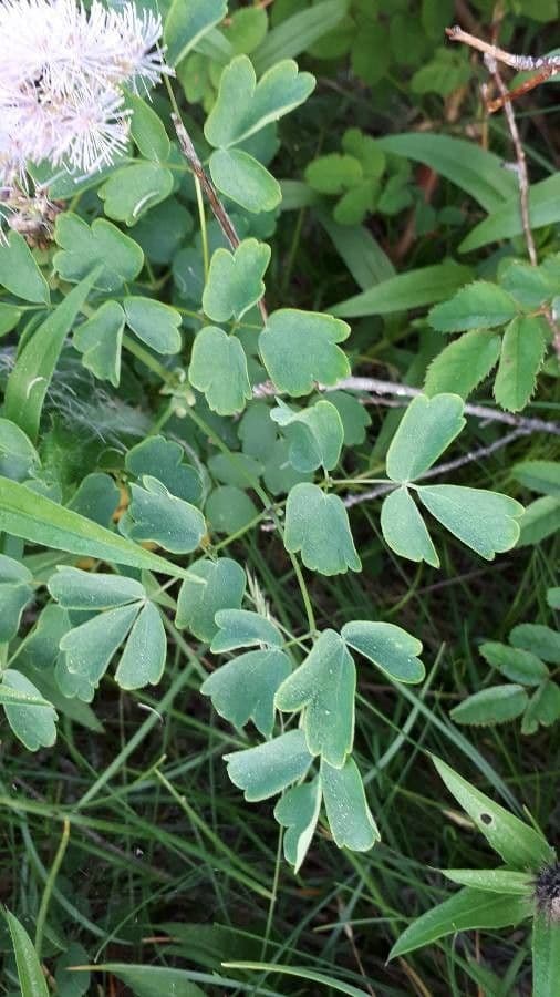 Akeleiblättrige Wiesenraute 18