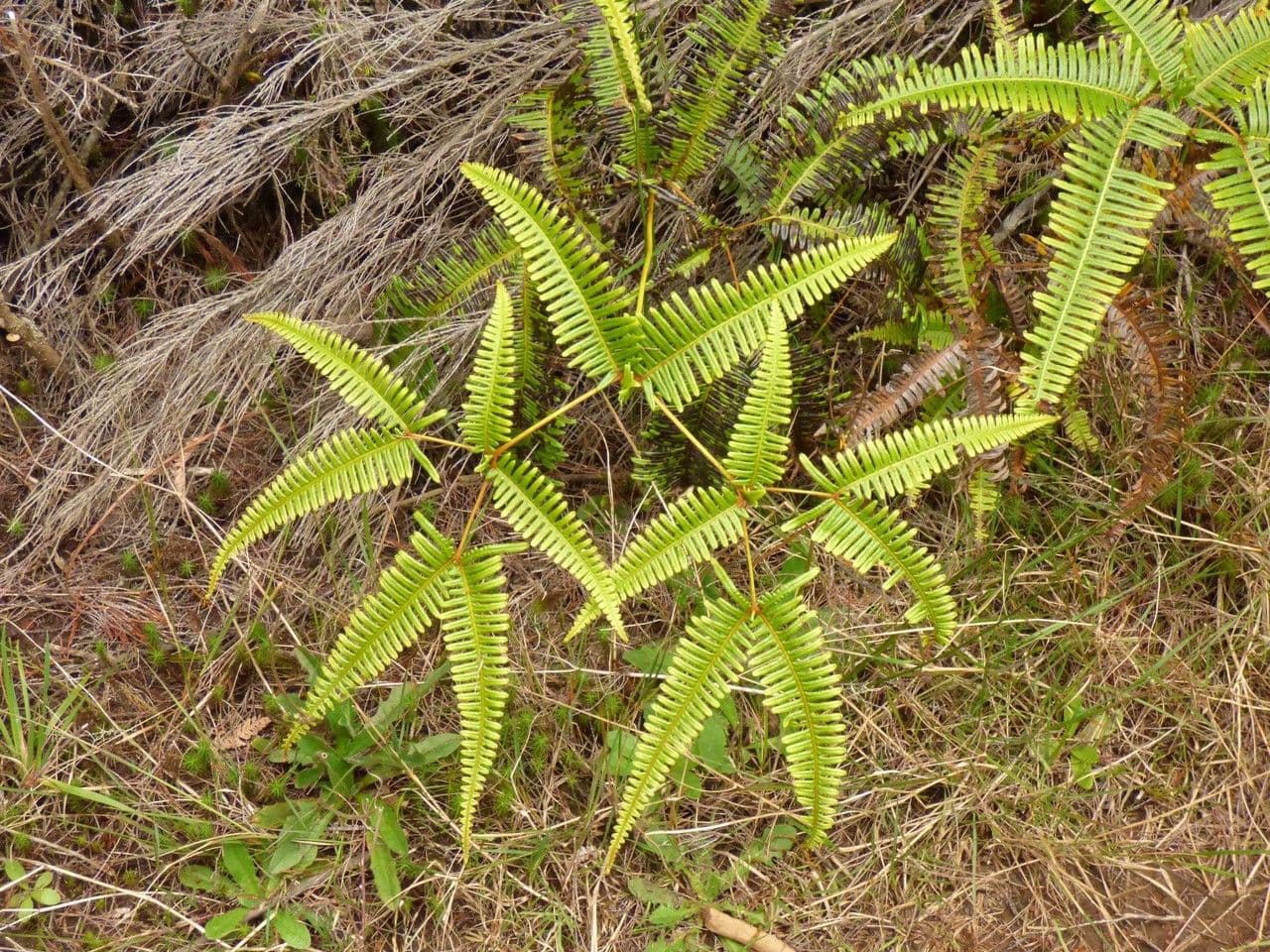 Dicranopteris linearis 12