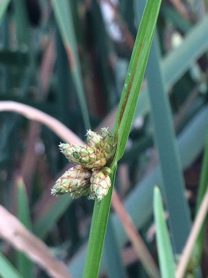 Schoenoplectus triqueter 8