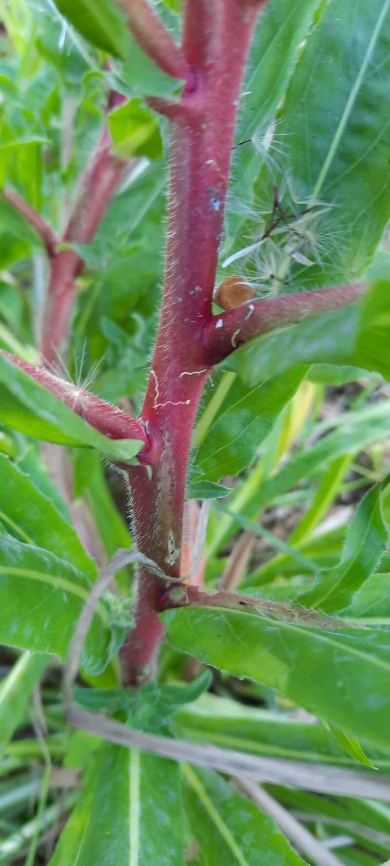 Enagra 8
