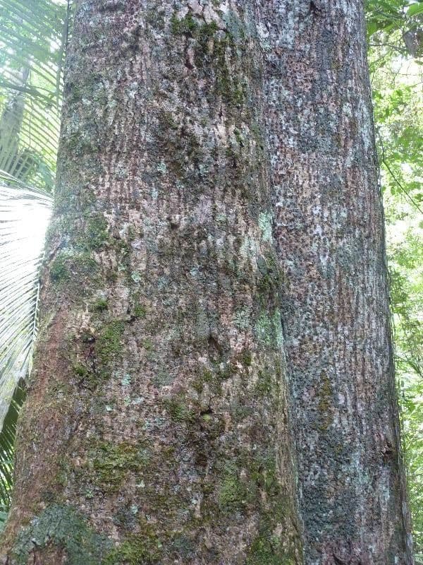 Ocotea tomentosa 2