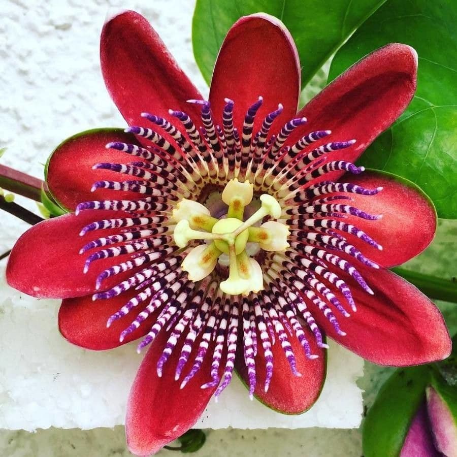 Passiflora 6