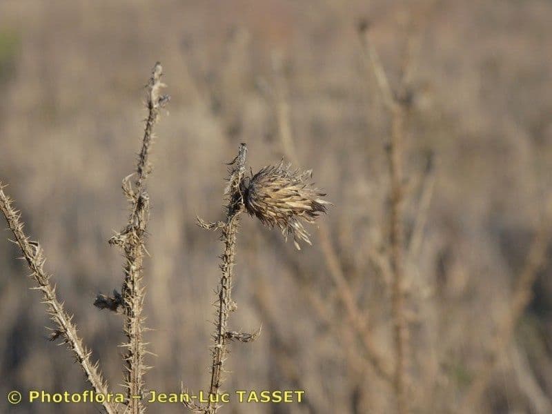 Weg-Distel 2