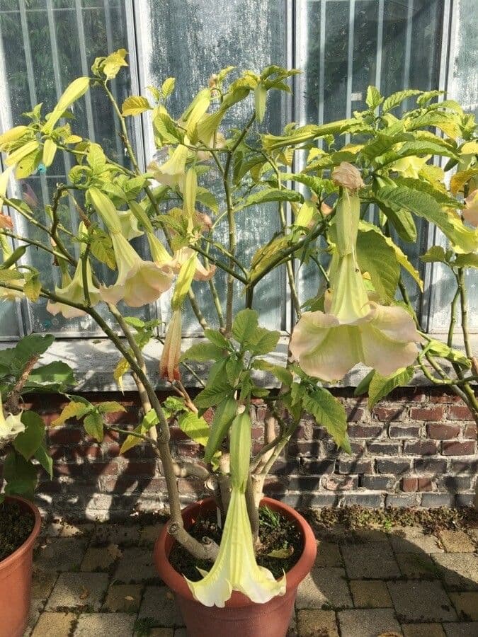 Datura 15