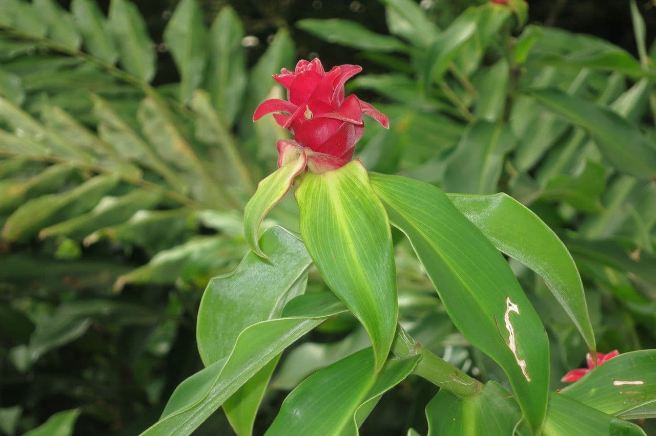 Red tower ginger 16