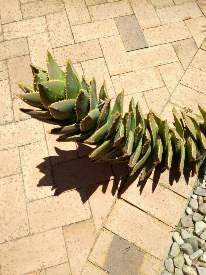 Aloe 2