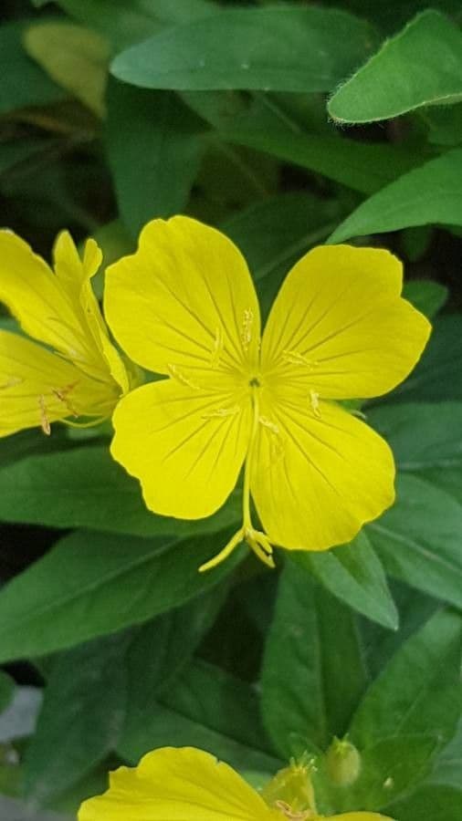 Onagra arbustiva 8