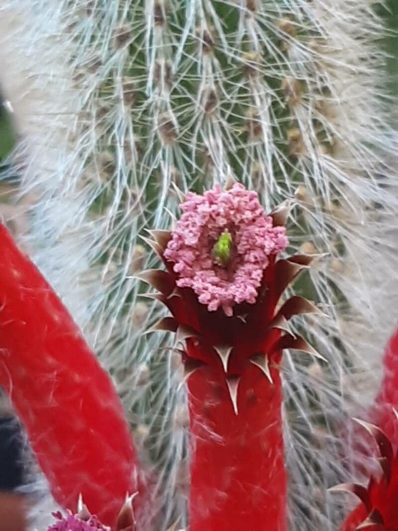 Cleistocactus 2
