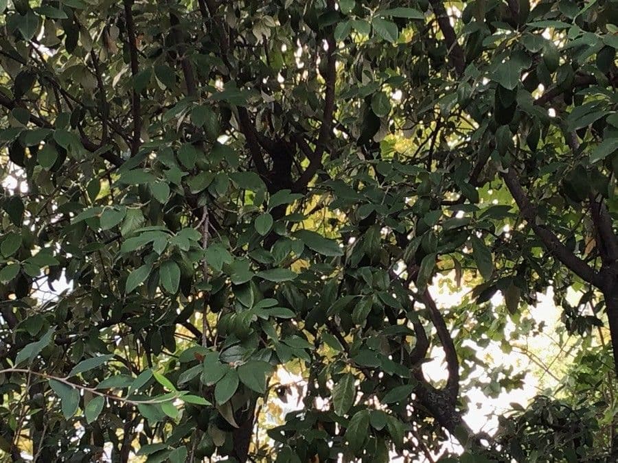 Cotoneaster