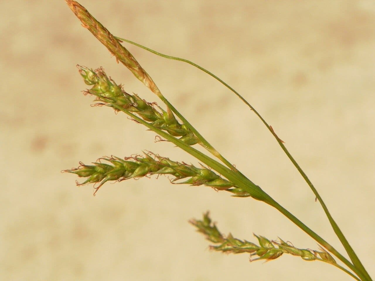 Carice selvatica 8