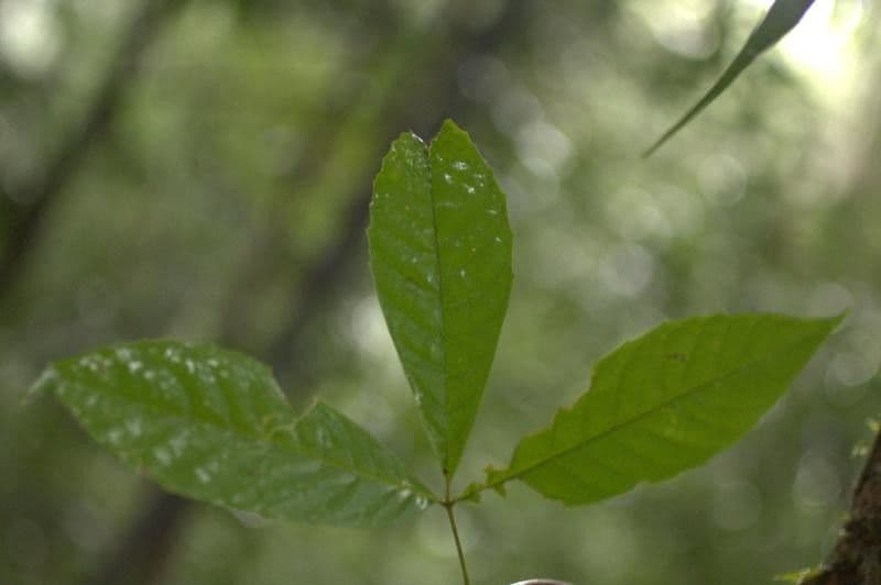Vitex