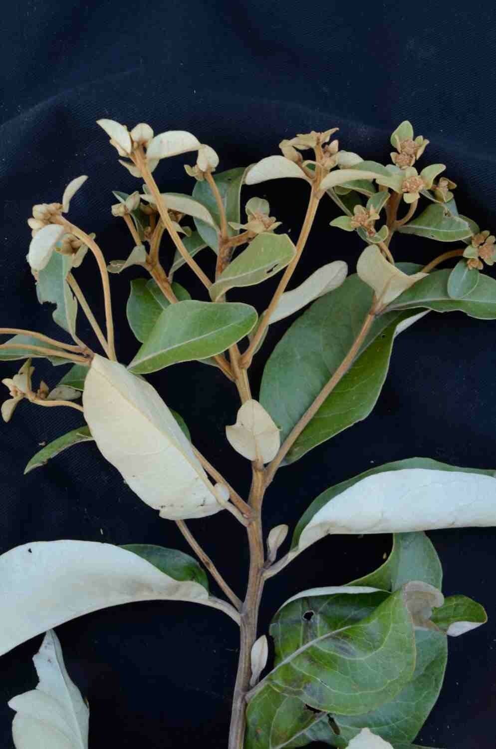 Eremanthus 14