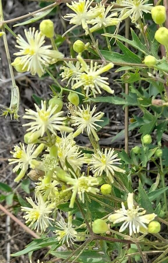 Clematis campestris 3