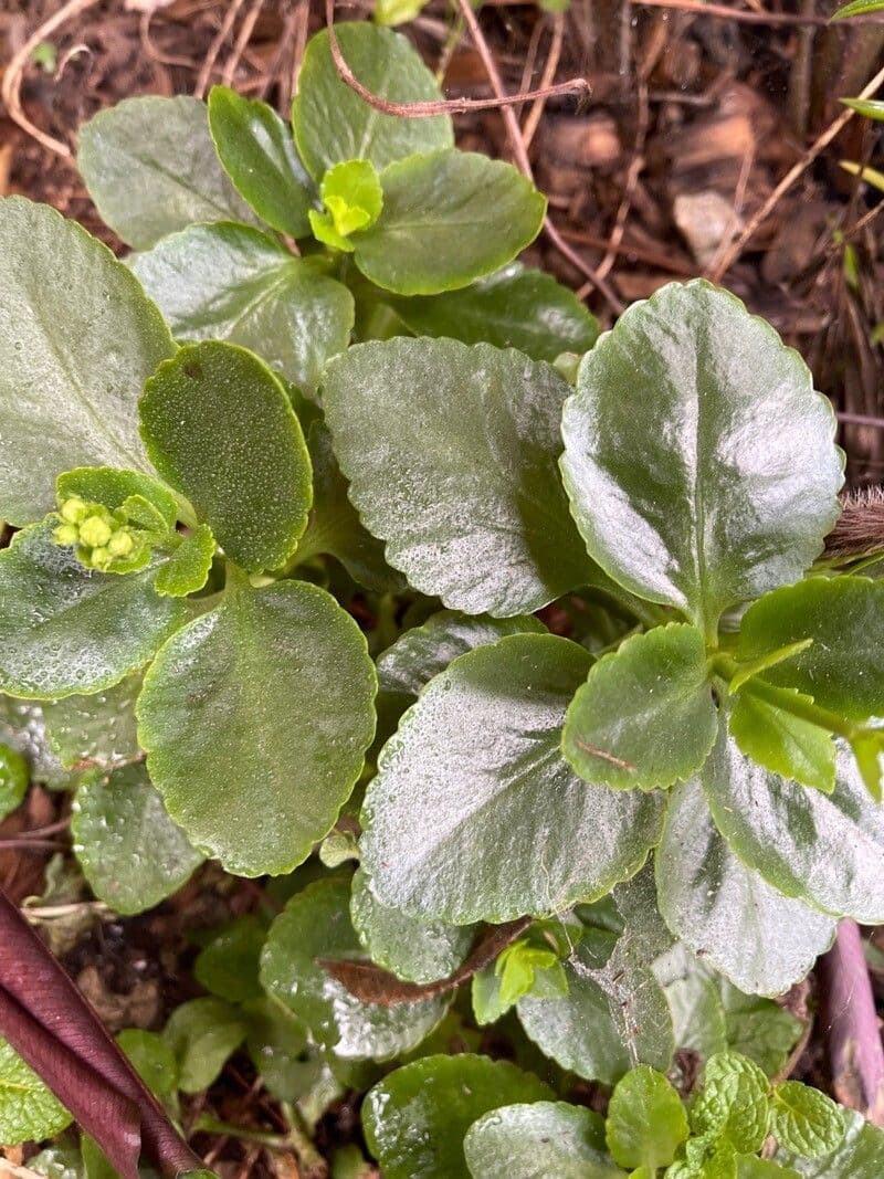 Kalanchoe densiflora 12