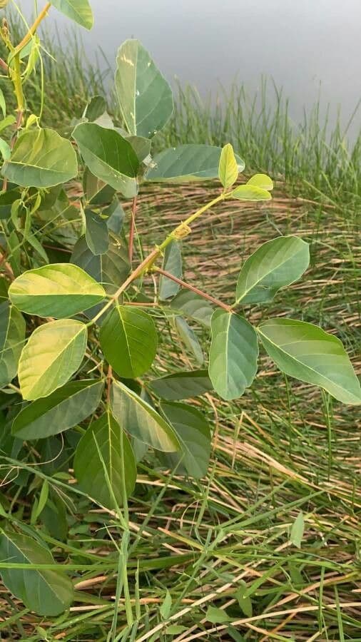 Erythrina bruna 20