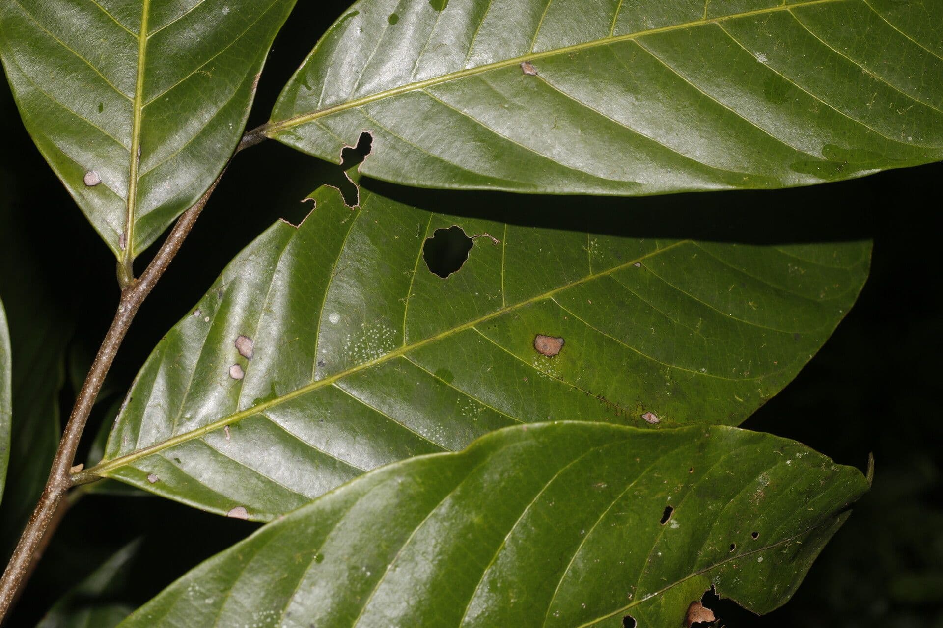 Unonopsis 9