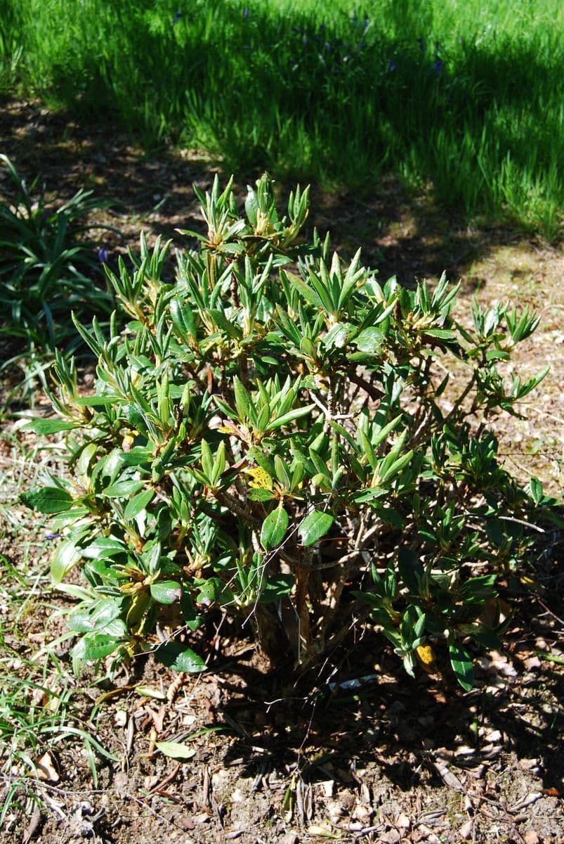 Rhododendron aganniphum 8