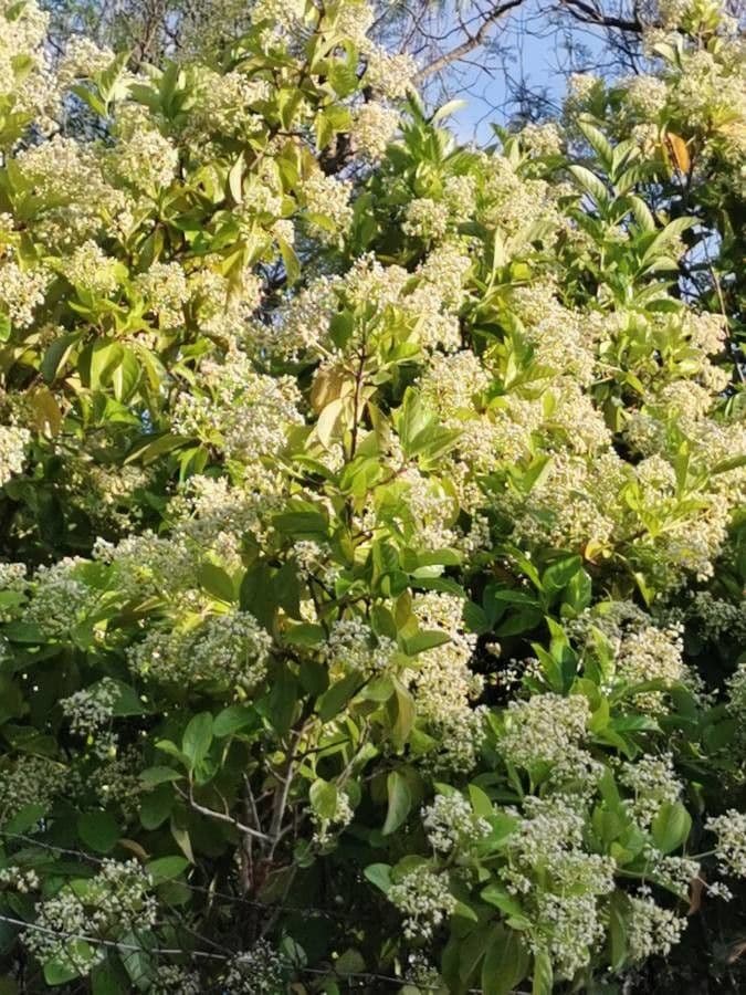 Myodocarpus 17