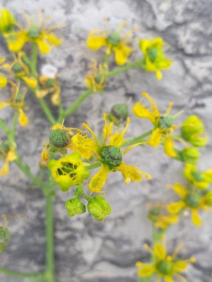 Schmalblättrige Raute 8