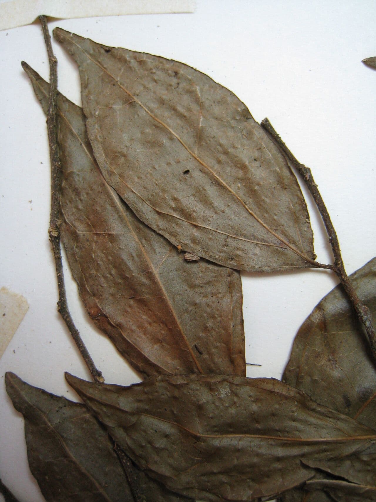 Casearia