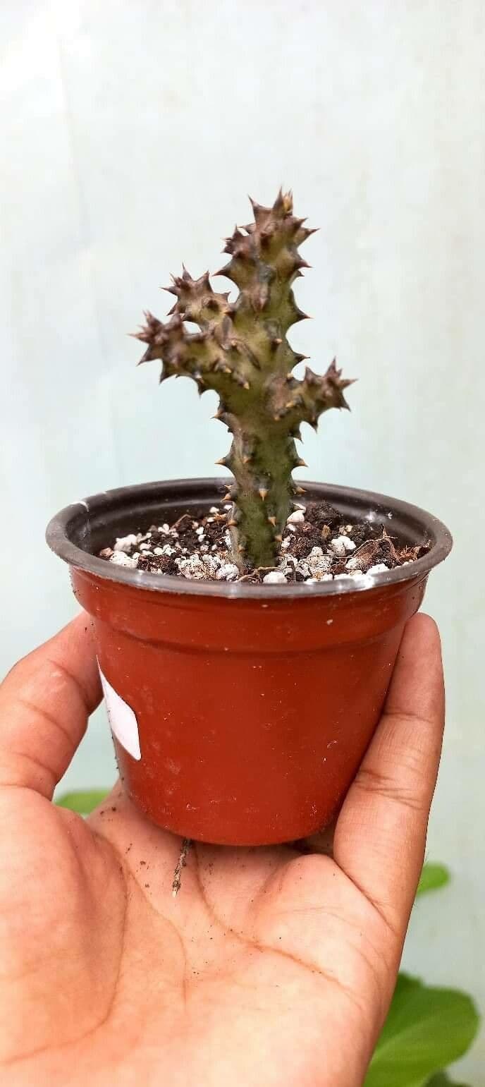 Edithcolea 16