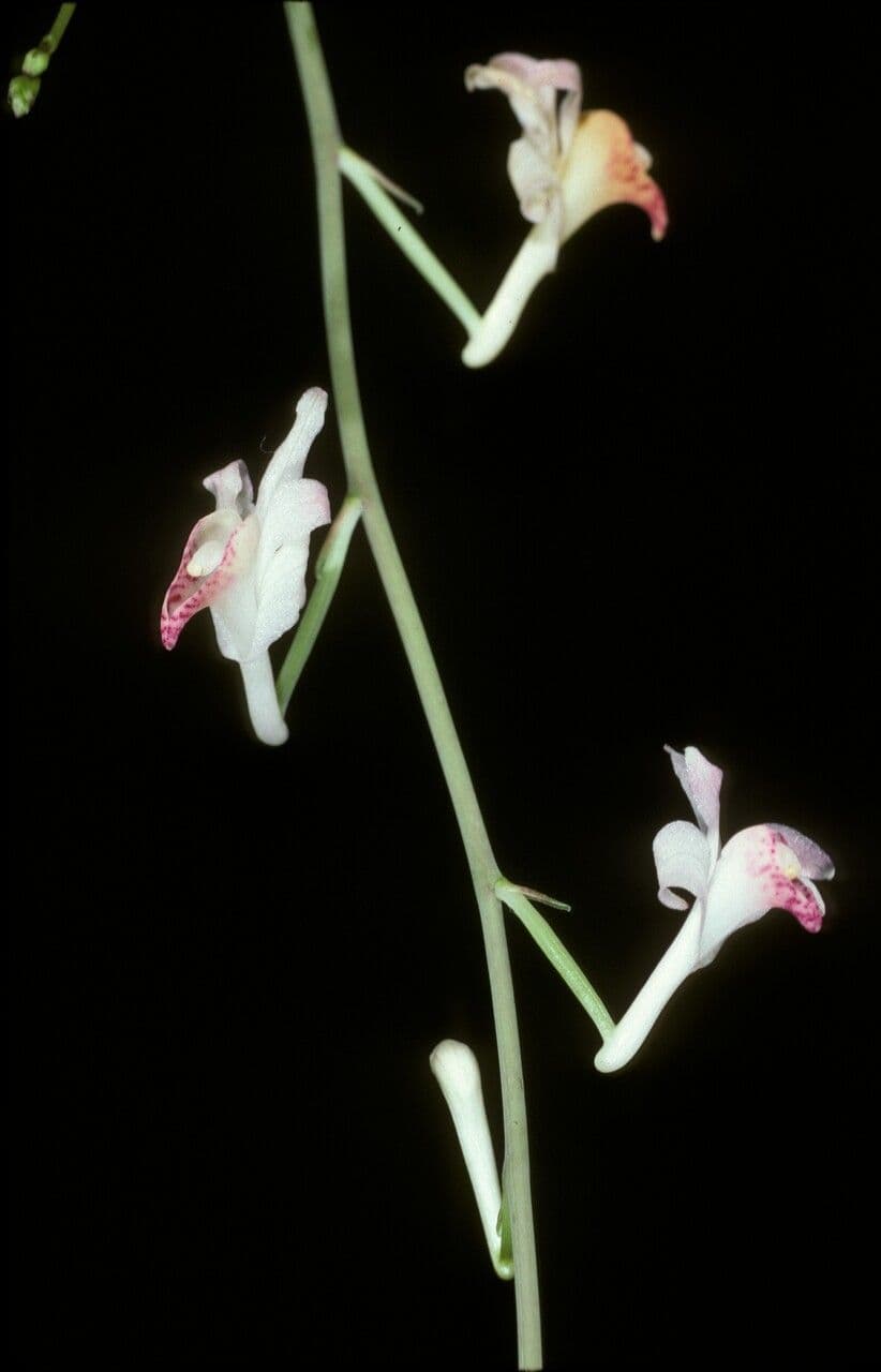 Anthogonium