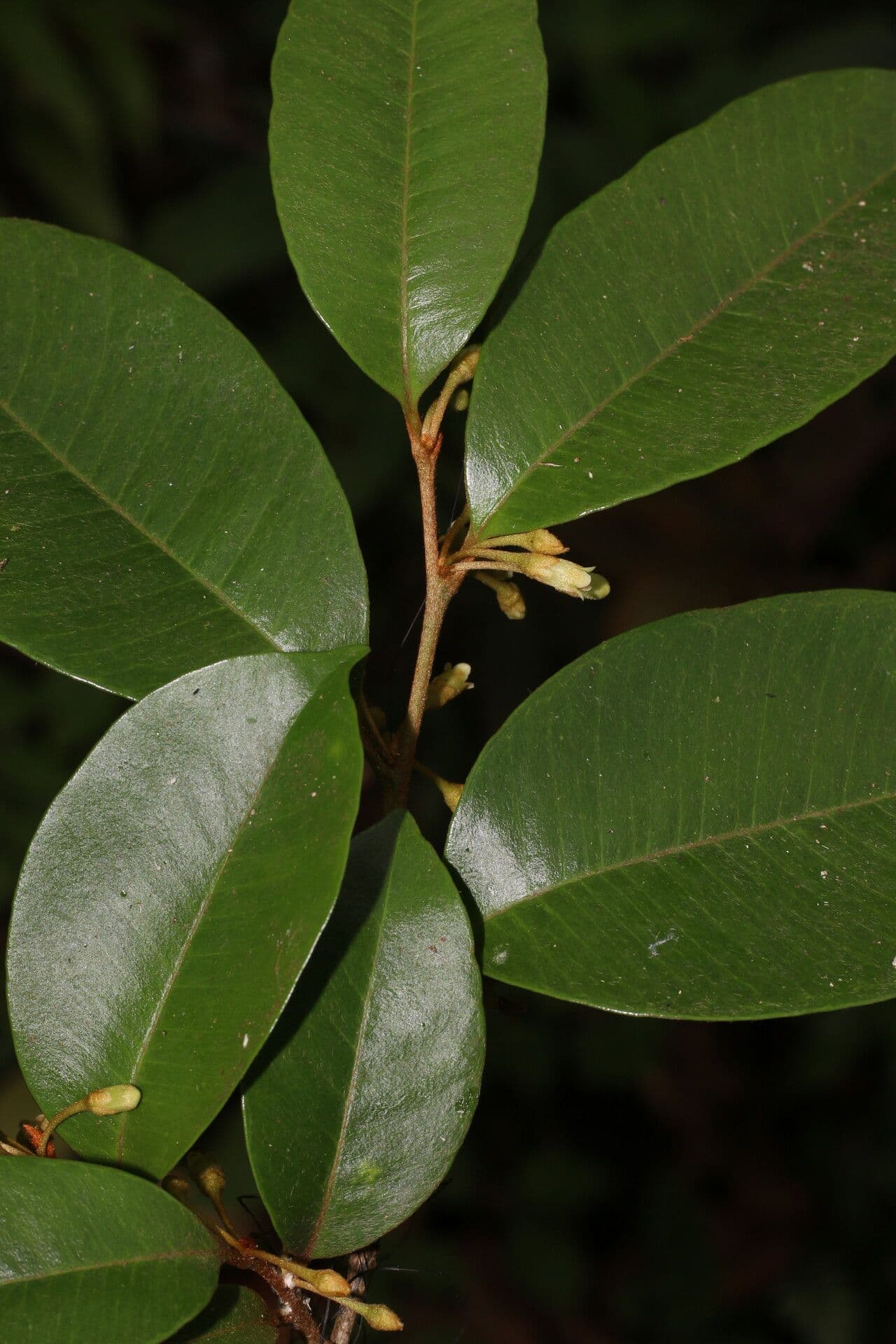 Chrysophyllum 5