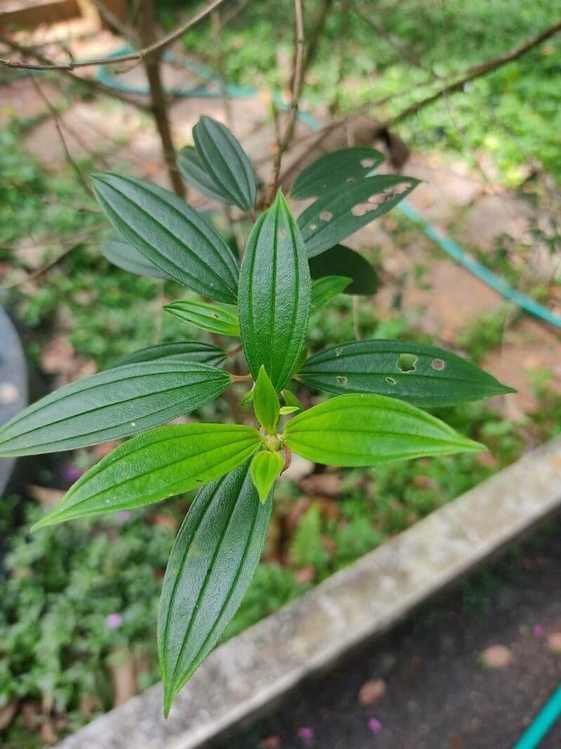 Glory bush 10
