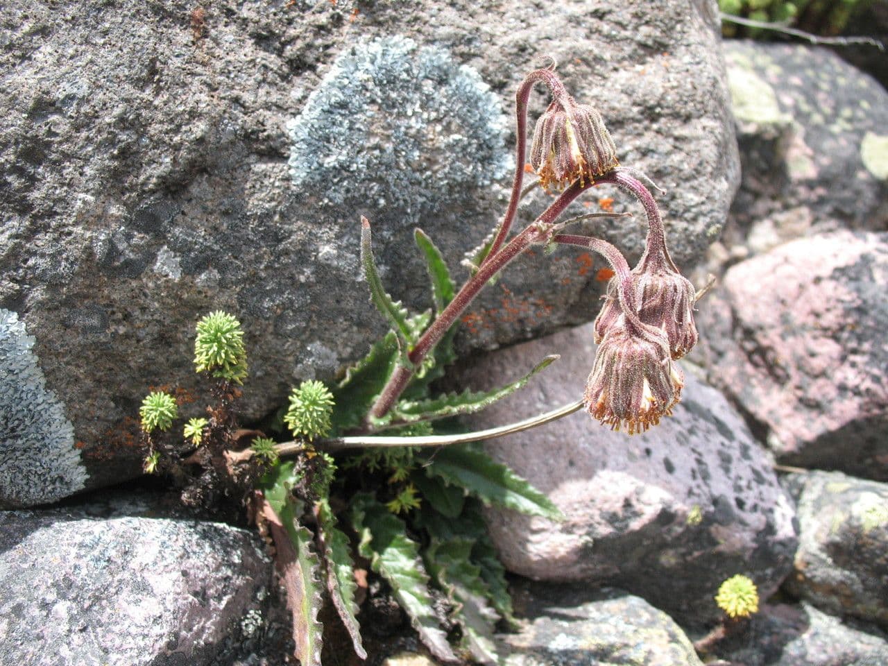 Senecione 10
