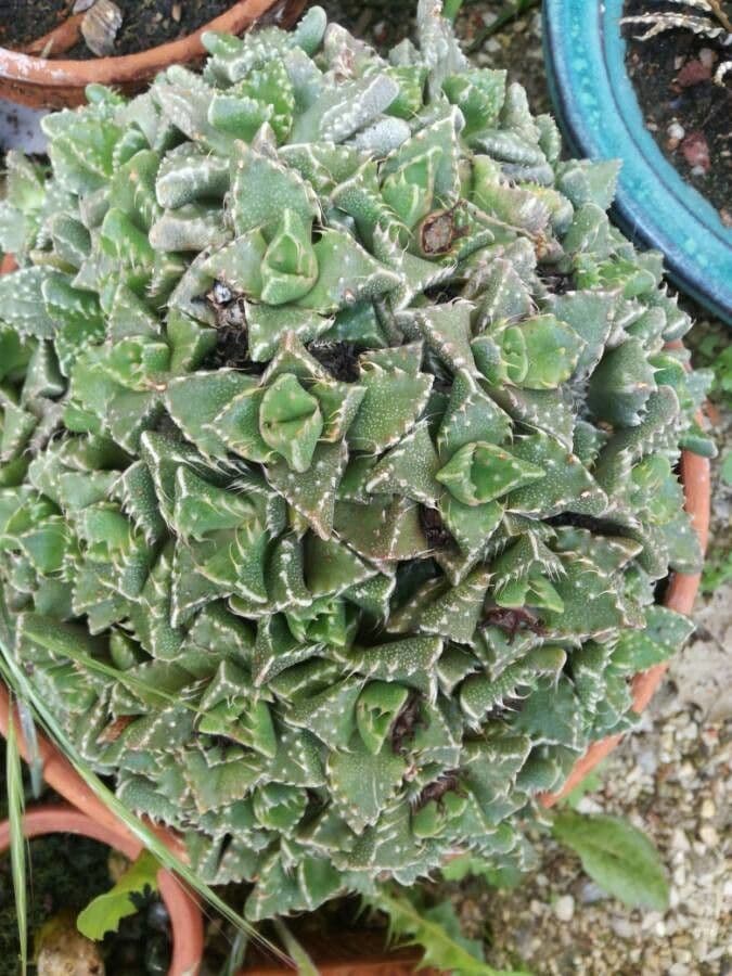 Felsenmutterkraut valdensis 10